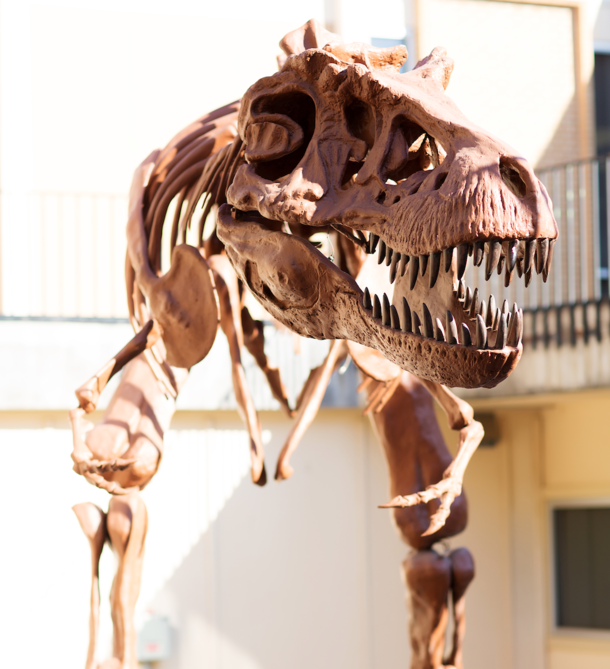 Photo of a dinosaur skeleton with head leaning forward 