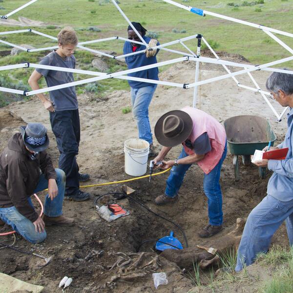 Under a tent, a group of men look down as they use different tools to excavate the burried bone before them
