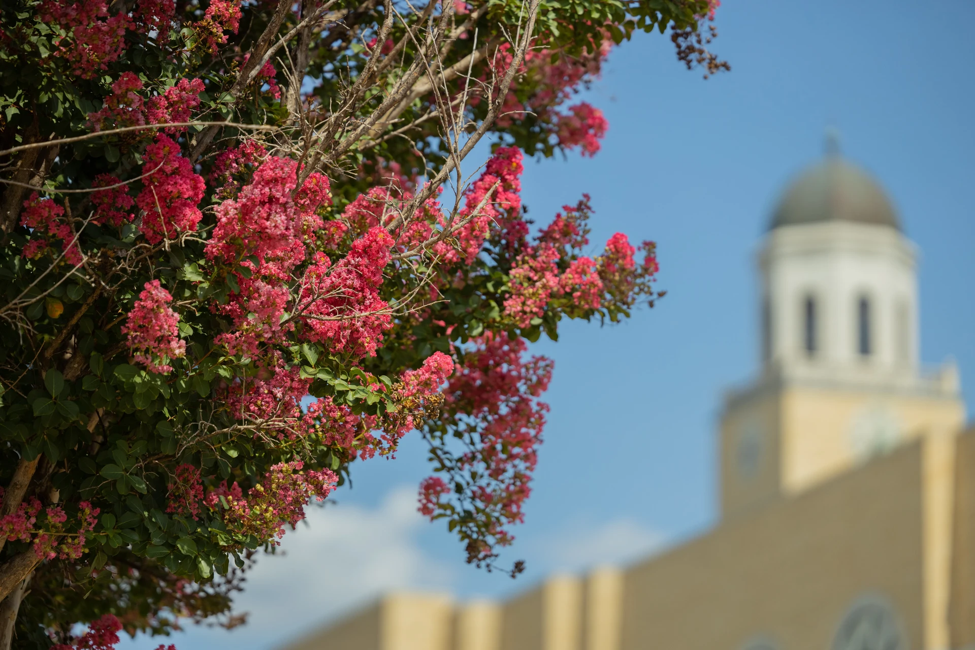 Clocktower aesthetic campus shot with colorful nature